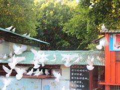 -华侨公园