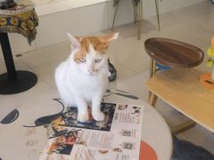 -平行世界·猫咖(首经贸店)