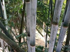 -彩虹桥宠物火化殡葬善终服务(金乐大厦店)