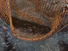 -醉美东江·三文鱼·烧鸡公
