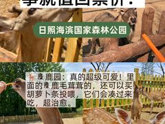 -日照海滨国家森林公园