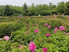 -黑龙江省森林植物园