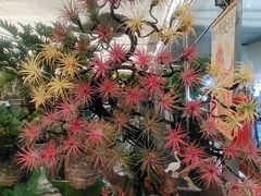 -龙大花卉苗木市场