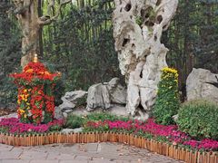 -上海共青森林公园