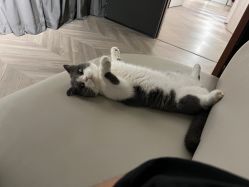 -B.Bridge Couture婚纱礼服(福田店)