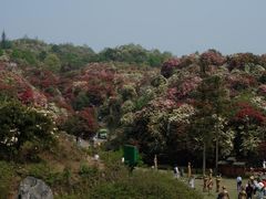 -贵州百里杜鹃风景名胜区