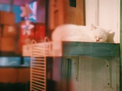 -猫咪博物馆(顶澳仔猫街店)