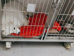 -派特宠物医院(圆融广场店)