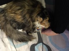 海妖酒吧-Sirena海妖日咖夜酒