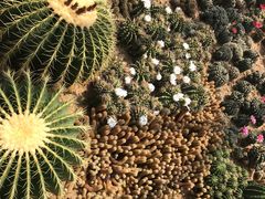 -深圳仙湖植物园