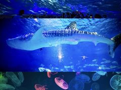 -烟台海昌鲸鲨海洋公园