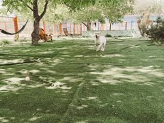 -宠物寄养训练学校