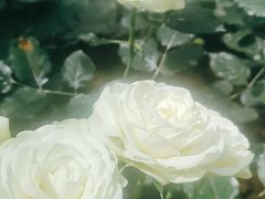 -花之城
