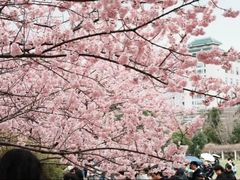 -武汉大学-樱园