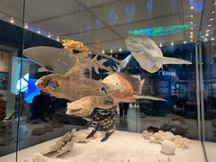 -贝林大翅鲸简餐厅(国家海洋博物馆店)