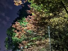 -铁山坪森林公园