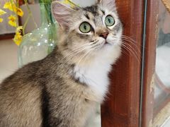 -共舞时光猫咖·狗咖(新街口店)