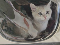 -瑞派·关忠动物医院猫科外科·异宠·24小时转诊中心(祥云店)