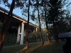 -西双版纳原始森林公园