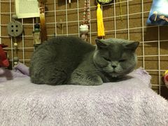 -我爱猫咪·猫咖·狗咖·安哥拉兔·羊驼咖(小寨华旗店)