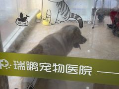 -瑞鹏宠物医院·夜间急症·心超·猫科(祖庙分店)