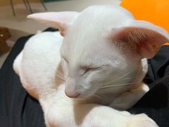 -飞行喵MR PILOT|猫舍·猫咖(静安大融城店)