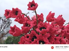 -荷兰花海