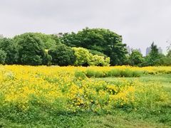 -洋湖国家湿地公园