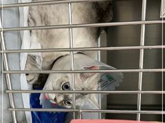 -中农大我爱我爱动物医院·核磁CT·猫病·24小时夜诊中心(石佛营店)