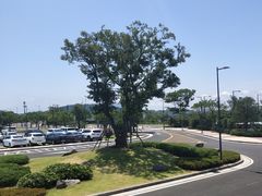 -汉拿树木园