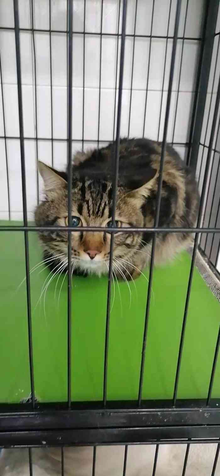 福懋动物医院(24h淘金分院)-"各间野真系黑店来的,我只狗仔,买番来.