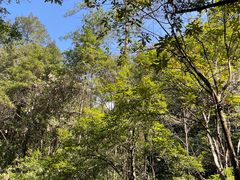 -九龙江国家森林公园