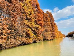 -上海海湾国家森林公园