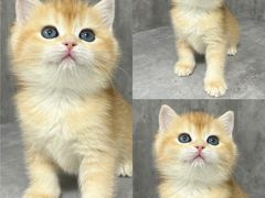 -小猫来了·猫舍(红山六九七九店)