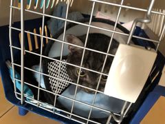 -中农大我爱我爱动物医院·核磁CT·猫病·24小时夜诊中心(石佛营店)