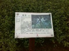 -广西壮族自治区药用植物园