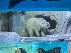 -海合安天津极地海洋公园