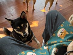 -柴犬高等学院·狗咖·柴犬售卖·宠物训练