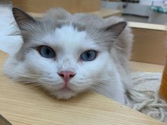 -瞄一喵猫咖(格力海岸店)