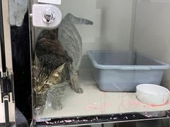 -福州肆爪动物医院