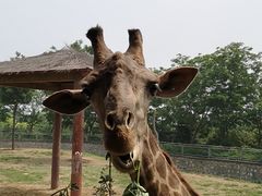 -石家庄市动物园