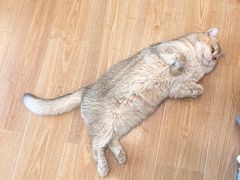 -有喵·猫咖·狗咖·30几只猫10只小狗(岗厦店)