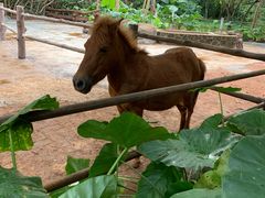 -海南热带野生动植物园
