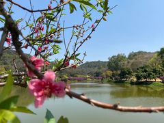 -南国桃园旅游度假区