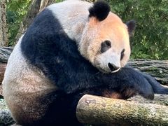 -都江堰中华大熊猫苑