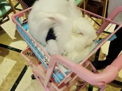 -猫色咖啡·猫咖