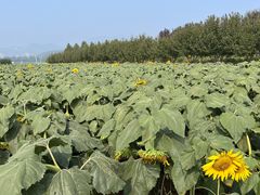 -君乐宝优致牧场