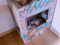 -猫腻·猫咖·撸猫馆(星光大道店)
