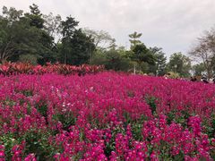-顺峰山公园