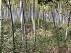 -上海佘山国家森林公园天马山园